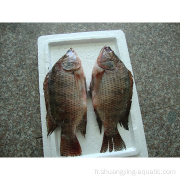 Fish de tilapia noir surgelé de haute qualité 200-300g 300-500G